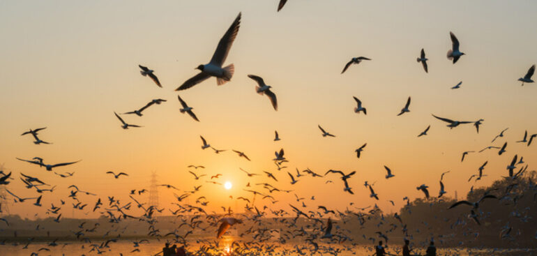 serbatori-del-west-nile-negli-uccelli-migratori:-colpiti-anche-gabbiani-e-cornacchie