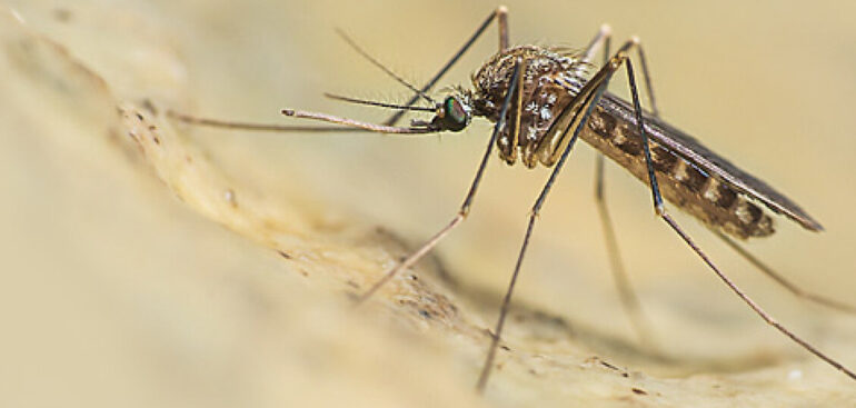 west-nile:-perche-si-chiama-cosi,-i-sintomi,-come-si-trasmette