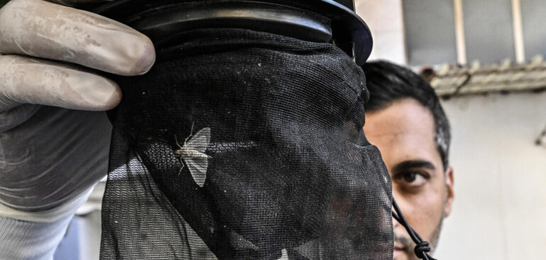 altri-due-morti-per-west-nile-nel-casertano,-sale-a-13-il-bilancio-in-italia