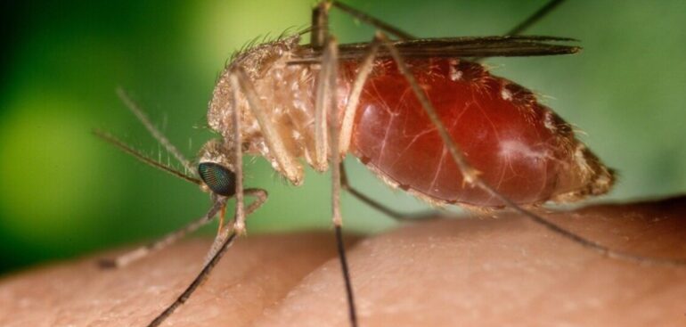 almeno-20-decessi-per-il-virus-west-nile-da-inizio-2025-i-casi-sono-179