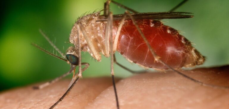ricoverato-con-encefalite-nel-vicentino,-sospetta-west-nile
