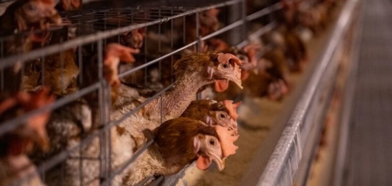 un-morto-per-il-virus-dell’aviaria-h5n5-mai-segnalato-prima-nell’uomo