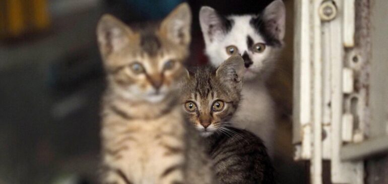 intesa-in-ue-su-nuove-regole-per-la-salute-di-cani-e-gatti