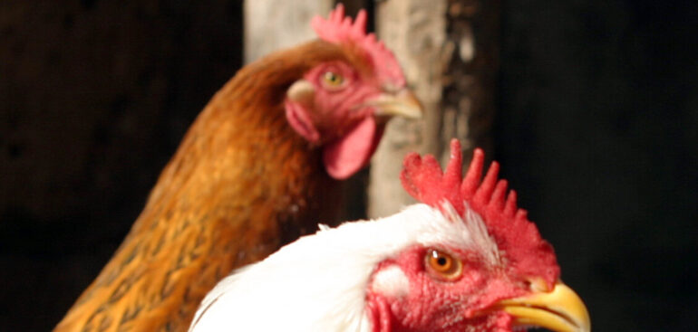 parte-piano-anti-aviaria,vaccinazioni-tacchini-e-ovaiole-dal-’26