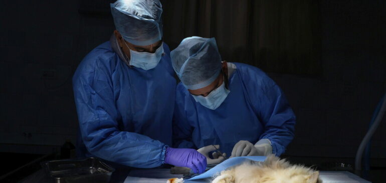 il-70%-delle-infezioni-emergenti-derivano-dagli-animali,-il-25-la-giornata-della-prevenzione-veterinaria