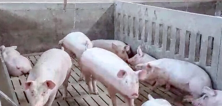 due-istituti-italiani-designati-dalla-fao-per-la-riduzione-degli-antimicrobici
