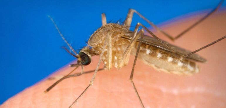 uno-studio-fa-luce-sul-rischio-di-encefalite-legata-al-virus-west-nile