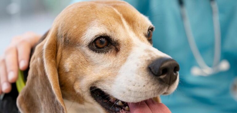 prende-piede-l’osteopatia-veterinaria,-ultima-frontiera-del-benessere-di-cani-e-gatti
