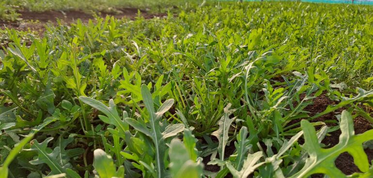 dalla-rucola-un-aiuto-contro-obesita-e-glicemia-alta