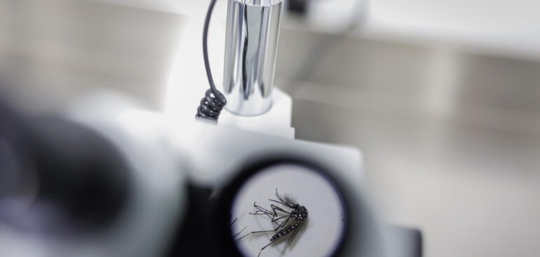 iss,-nei-focolai-di-dengue-in-italia-trasmissione-massimo-a-400-m-di-distanza