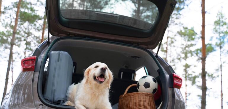 meglio-in-montagna-che-al-mare,-i-consigli-per-una-vacanza-a-misura-di-cane