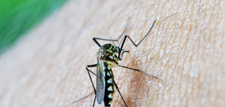 positiva-al-virus-west-nile-cornacchia-morta-vicino-a-firenze