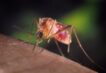 l’esperto:-‘il-virus-west-nile-si-sta-espandendo-ma-e-meno-letale’