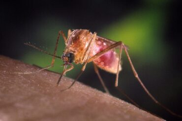 l’esperto:-‘il-virus-west-nile-si-sta-espandendo-ma-e-meno-letale’