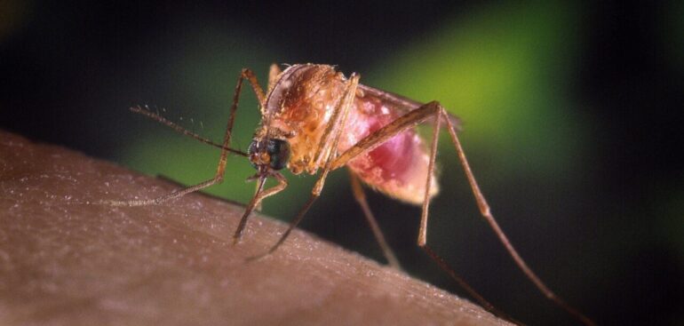 l’esperto:-‘il-virus-west-nile-si-sta-espandendo-ma-e-meno-letale’